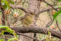 Yellow-streaked Warbler Phylloscopus armandii armandii