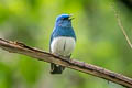 Zappey's Flycatcher Cyanoptila cumatilis