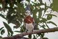 Amazon Kingfisher Chloroceryle amazona