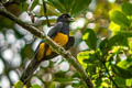 Amazonian Trogon Trogon ramonianus ramonianus