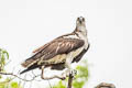 American Osprey Pandion haliaetus carolinensis