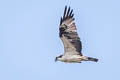 American Osprey Pandion haliaetus carolinensis