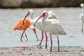 American White Ibis Eudocimus albus ramobustorum