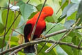 Andean Cock-of-the-rock Rupicola peruvianus sanguinolentus