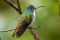 Andean Emerald Uranomitra franciae franciae