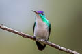 Andean Emerald Uranomitra franciae franciae