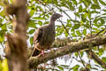 Andean Guan Penelope montagnii montagnii 