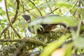 Andean Guan Penelope montagnii montagnii 