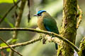 Whooping Motmot Momotus subrufescens subrufescens