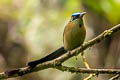 Whooping Motmot Momotus subrufescens subrufescens