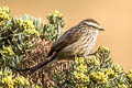 Andean Tit-Spinetail Leptasthenura andicola andicola