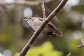 Antioquia Wren Thryophilus sernai