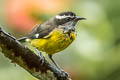 Bananaquit Coereba flaveola columbiana