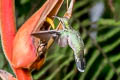 Band-tailed Barbthroat Threnetes ruckeri ruckeri