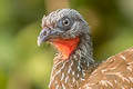 Band-tailed Guan Penelope argyrotis colombiana