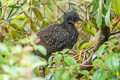 Band-tailed Guan Penelope argyrotis colombiana