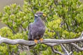 Band-tailed Pigeon Patagioenas fasciata albilinea