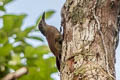 Bar-bellied Woodcreeper Hylexetastes stresemanni insignis