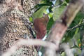 Bar-bellied Woodcreeper Hylexetastes stresemanni insignis