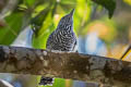 Bar-crested Antshrike Thamnophilus multistriatus