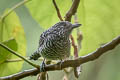 Bar-crested Antshrike Thamnophilus brachyurus