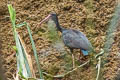 Bare-faced Ibis Phimosus infuscatus berlepschi