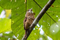 Barred Puffbird Nystalus radiatus