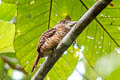 Barred Puffbird Nystalus radiatus