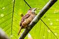 Barred Puffbird Nystalus radiatus