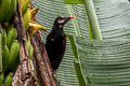 Baudo Oropendola Psarocolius cassini