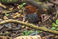 Bicoloured Antpitta Grallaria rufocinerea rufocinerearufocinerea