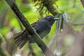 Bicoloured Antvireo Dysithamnus occidentalis occidentalis