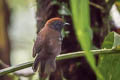 Bicoloured Antvireo Dysithamnus occidentalis occidentalis