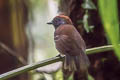 Bicoloured Antvireo Dysithamnus occidentalis occidentalis