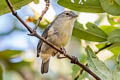 Bicoloured Conebill Conirostrum bicolor minus