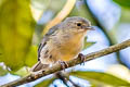 Bicoloured Conebill Conirostrum bicolor minus