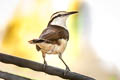 Bicoloured Wren Campylorhynchus griseus albicilius