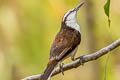 Bicoloured Wren Campylorhynchus griseus albicilius