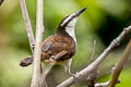 Bicoloured Wren Campylorhynchus griseus albicilius