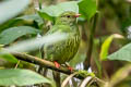 Black-and-green Fruiteater Pipreola riefferii occidentalis