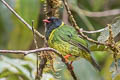 Black-and-green Fruiteater Pipreola riefferii occidentalis