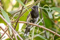 Bar-crested Antshrike Thamnophilus multistriatus