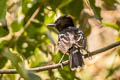 Bar-crested Antshrike Thamnophilus multistriatus