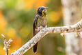 Black-backed Thornbill Ramphomicron dorsale