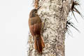 Black-banded Woodcreeper Dendrocolaptes picumnus seilerni