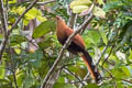 Black-bellied Cuckoo Piaya melanogaster