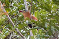 Black-bellied Cuckoo Piaya melanogaster