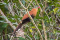 Black-bellied Cuckoo Piaya melanogaster