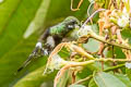 Black-bellied Thorntail Discosura langsdorffi melanosternon