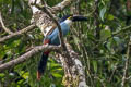 Black-billed Mountain Toucan Andigena nigrirostris occidentalis